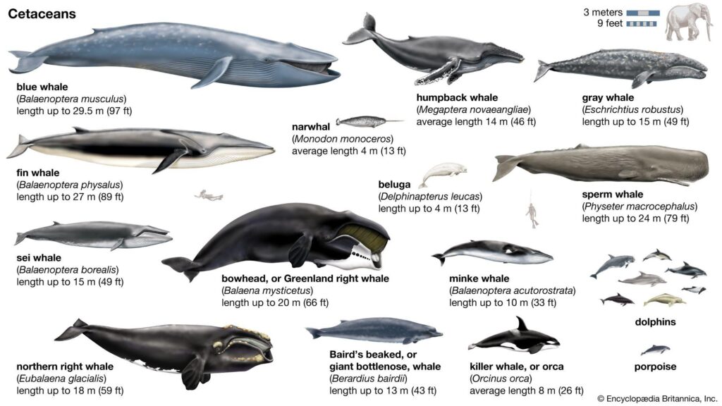 Dozens of whales spotted swimming off coast of Cape Cod – WHDH