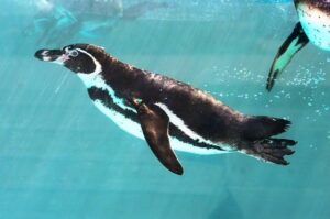 Dive into Summer Fun: Boost Your Skills with Swim Lessons!