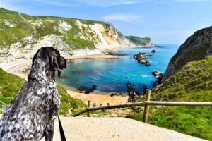 Pet-friendly Michigan state park beaches: Where to take your dog swimming this summer – FOX 2 Detroit