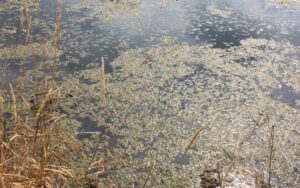 Warning: Stagnant Water Could Threaten Your Health This Summer!