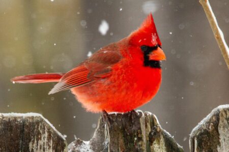 Redbirds Shine Bright: Celebrating Spring Semester CSCAA Honors