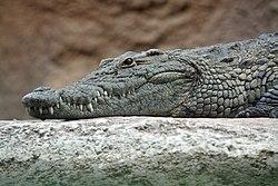 Crocodile Sighting Sends Tourists Fleeing from Beloved Spanish Swimming Spot