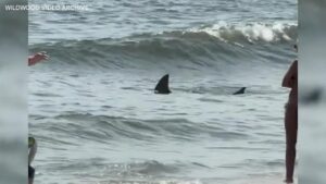 Shark Sighting Forces Closure of Popular North Shore Beach for Second Day in a Row