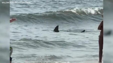 Shark Sighting Forces Closure of Popular North Shore Beach for Second Day in a Row
