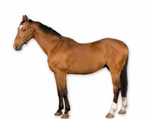 Daring Rescue: Brave Effort Saves Horse from Reno Swimming Pool