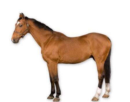 Daring Rescue: Brave Effort Saves Horse from Reno Swimming Pool