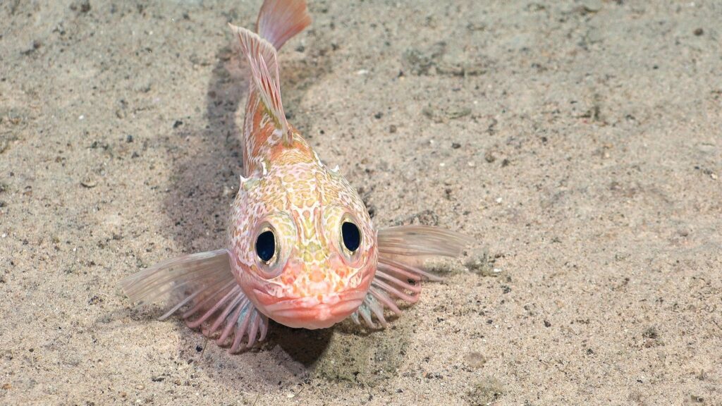 Stunning Footage Captures Rare New Species on Underwater Camera