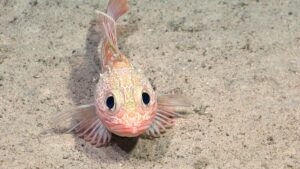 Stunning Footage Captures Rare New Species on Underwater Camera