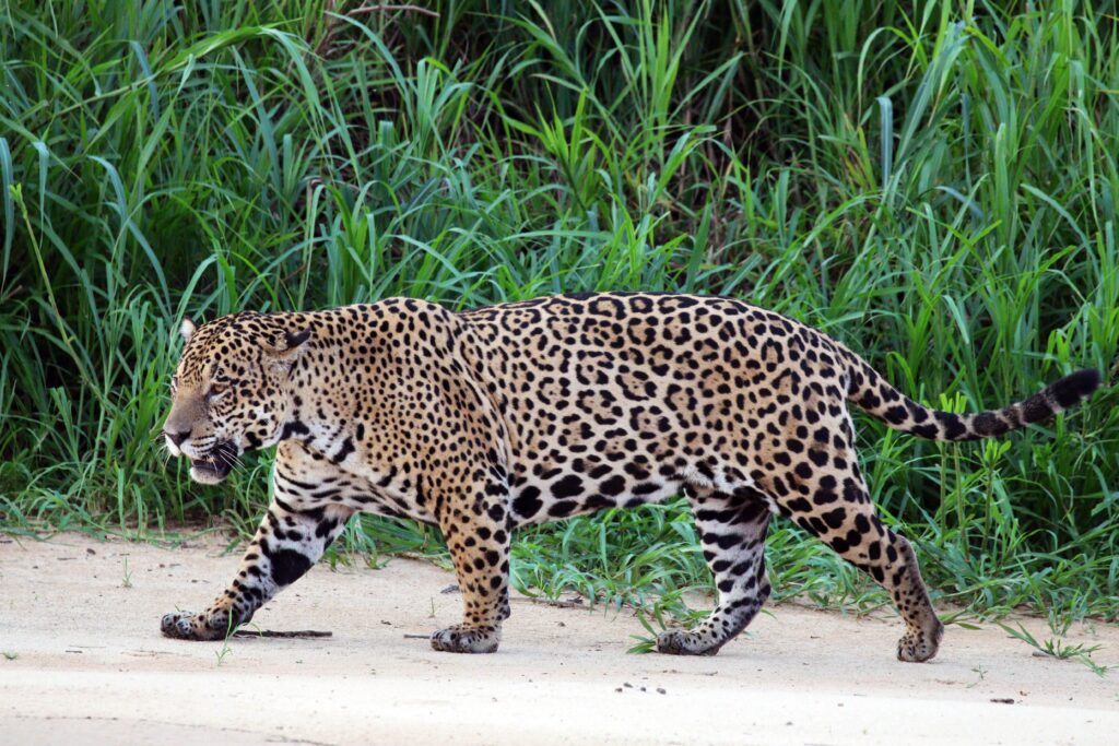 Jaguar in Brazil Breaks Record with Epic Long-Distance Swim