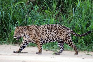 Jaguar in Brazil Breaks Record with Epic Long-Distance Swim