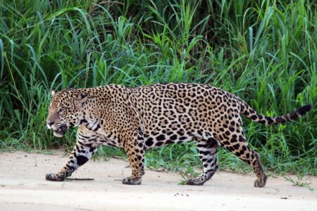 Jaguar in Brazil Breaks Record with Epic Long-Distance Swim