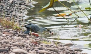 Lisa Bates Honored as BSCA Coach of the Year 2025