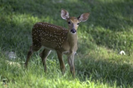 West Virginia Wins WVU Invitational – West Virginia University Athletics