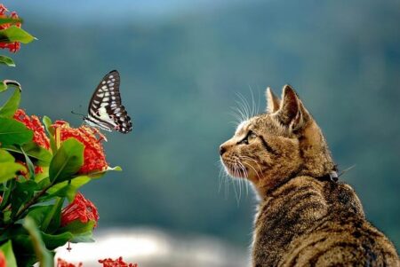 13-Year-Old Yu Zidi Triumphs as Female Junior World Swimmer of the Year 13-Year-Old Yu Zidi Triumphs as Female Junior World Swimmer of the Year