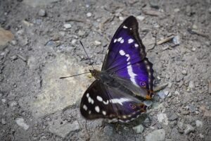 Ilia Sibirtsev Unveils Groundbreaking Technique Following Texas Pool Record Breakthrough
