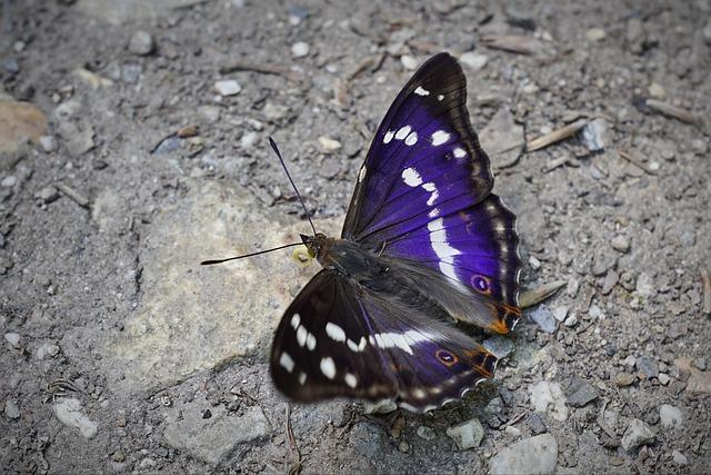 Ilia Sibirtsev Unveils Groundbreaking Technique Following Texas Pool Record Breakthrough Ilia Sibirtsev Unveils Groundbreaking Technique Following Texas Pool Record Breakthrough