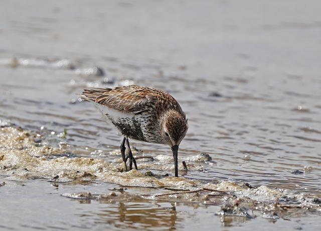 Rylee Erisman Blazes Through Relay Splits with Jaw-Dropping 21.64 and 1:41.86 at Junior Nationals Kickoff Rylee Erisman Blazes Through Relay Splits with Jaw-Dropping 21.64 and 1:41.86 at Junior Nationals Kickoff