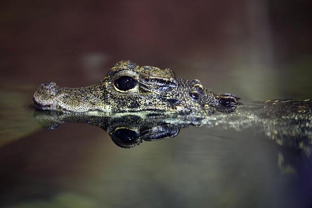 Watch a Massive Alligator Caught During a Midnight Swim in a Florida Pool! Watch a Massive Alligator Caught During a Midnight Swim in a Florida Pool!