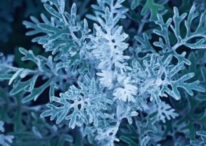 Cody Miller Reveals the Truth Behind the Enhanced Games – Straight Talk, No Spin