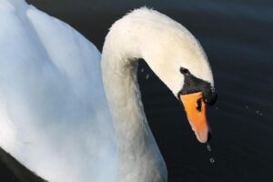 Swim England Apologizes for 2022 Closure of Ellesmere Titans Swimming Club