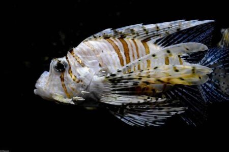 Unlock Perfect Swimming Balance and Body Position with This Proven Technique