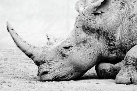 Southern Methodist Clinches Exciting Win Over Utah in Intense Dual Meet