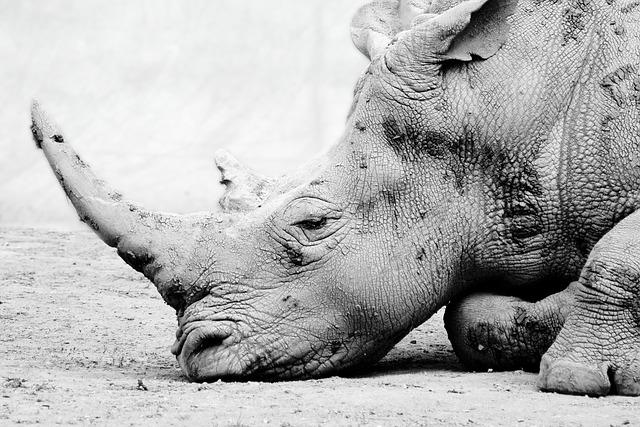 Southern Methodist Clinches Exciting Win Over Utah in Intense Dual Meet Southern Methodist Clinches Exciting Win Over Utah in Intense Dual Meet
