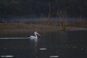 Swimming Australia Withdraws from the 2026 Youth Olympic Games in a Bold Move