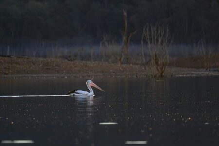 Swimming Australia Withdraws from the 2026 Youth Olympic Games in a Bold Move