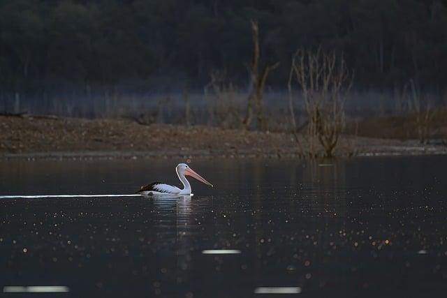 Swimming Australia Withdraws from the 2026 Youth Olympic Games in a Bold Move