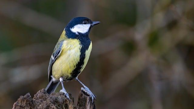 Middleton Clinches Fourth Straight Division 1 Boys Swimming & Diving Title Middleton Clinches Fourth Straight Division 1 Boys Swimming & Diving Title