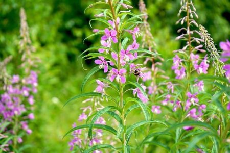 Ivan Puskovitch and Mariah Denigan Triumph with Stunning 3,000m Knockout Wins at U.S. Open Water Championships