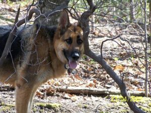 18-Year-Old Ollie Moclair Shatters Personal Best with Stunning 21.73 in 50 Free at Aussie Age Championships