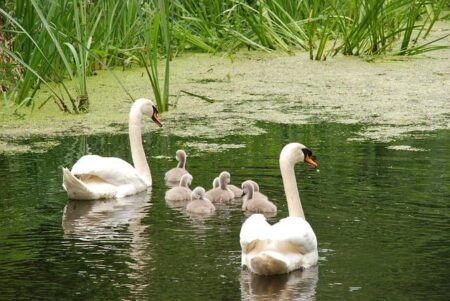 Stay Safe This Summer with These Essential Swimming and Water Safety Tips for Everyone