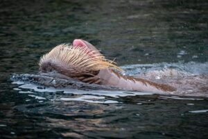 Halfway to LA28, U.S. Women’s Backstroke Power and Depth Are Absolutely Stunning (See Rankings) Halfway to LA28, U.S. Women’s Backstroke Power and Depth Are Absolutely Stunning (See Rankings)