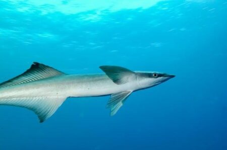 Unbelievable Discovery: Suckerfish Swimming Inside Manta Rays’ Rear Ends, Possibly Affecting Pooping and Mating