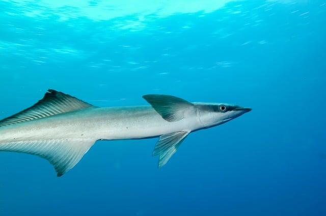 Unbelievable Discovery: Suckerfish Swimming Inside Manta Rays’ Rear Ends, Possibly Affecting Pooping and Mating Unbelievable Discovery: Suckerfish Swimming Inside Manta Rays’ Rear Ends, Possibly Affecting Pooping and Mating