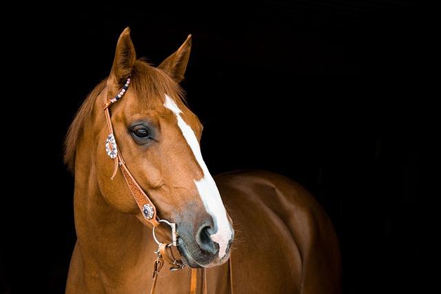 Agostina Hein Deslumbra con un Cierre Dorado en el Circuito Mare Nostrum de Barcelona Agostina Hein Deslumbra con un Cierre Dorado en el Circuito Mare Nostrum de Barcelona