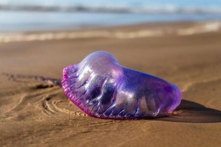 Stinging Surprise: Portuguese Man O’ War Sighting Prompts No-Swimming Alert on Kauai Stinging Surprise: Portuguese Man O’ War Sighting Prompts No-Swimming Alert on Kauai