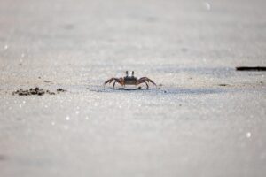 Unveiling the Exciting Innovation Behind Combination Crab Cans