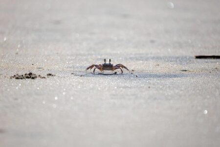 Unveiling the Exciting Innovation Behind Combination Crab Cans