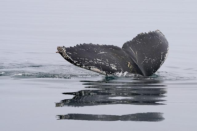 Two Humpback Whales Shatter Migration Records Between Australia and Brazil