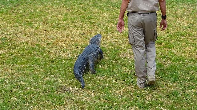Tragic Alligator Attack: Woman Fatally Bitten While Swimming in Florida River