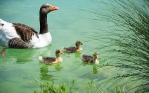 5 Powerful Ways Swim Parents Inspire Team Spirit and Drive Success