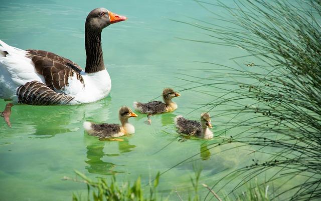 5 Powerful Ways Swim Parents Inspire Team Spirit and Drive Success 5 Powerful Ways Swim Parents Inspire Team Spirit and Drive Success