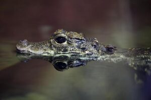 Terrifying Encounter: Woman Bitten by Alligator While Swimming in Florida River