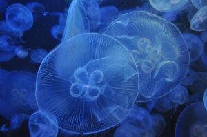 Massive Jellyfish Swarms Take Over Delaware Beaches – Swimmers Beware!