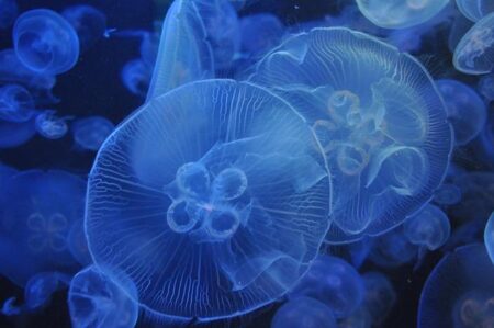 Massive Jellyfish Swarms Take Over Delaware Beaches – Swimmers Beware! Massive Jellyfish Swarms Take Over Delaware Beaches – Swimmers Beware!