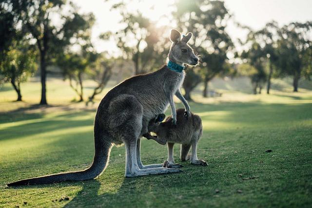 Aussie Dolphins Ready to Make Waves at Para Pan Pacs as Rising Stars Unite with Veterans Aussie Dolphins Ready to Make Waves at Para Pan Pacs as Rising Stars Unite with Veterans