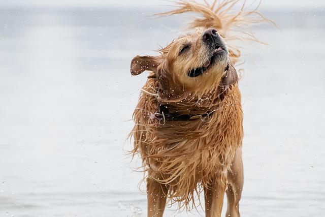 Making Waves for a Cause: Join the 19th Annual Dog Swim to Support Happy Tails Dog Park! Making Waves for a Cause: Join the 19th Annual Dog Swim to Support Happy Tails Dog Park!